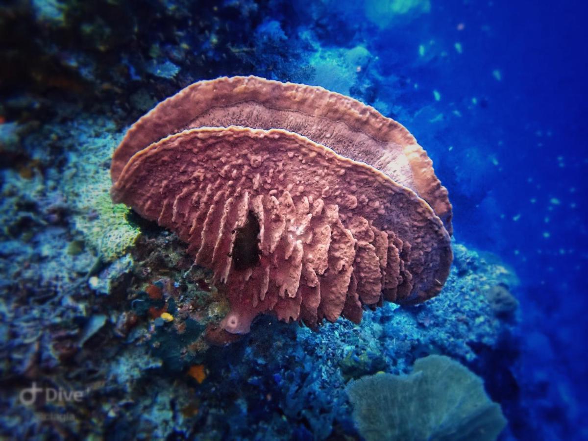 Happy Dive Retreat Fka Ankermi Happy Dive Hotel Hitokalak ภายนอก รูปภาพ