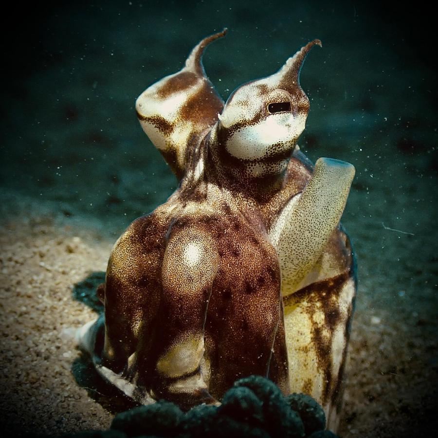 Happy Dive Retreat Fka Ankermi Happy Dive Hotel Hitokalak ภายนอก รูปภาพ
