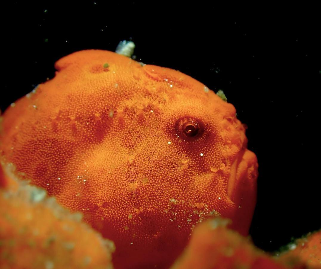 Happy Dive Retreat Fka Ankermi Happy Dive Hotel Hitokalak ภายนอก รูปภาพ