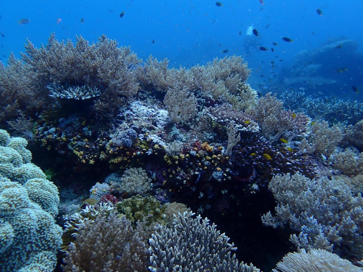 Happy Dive Retreat Fka Ankermi Happy Dive Hotel Hitokalak ภายนอก รูปภาพ