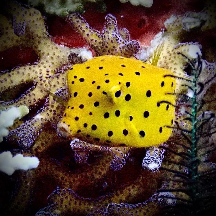 Happy Dive Retreat Fka Ankermi Happy Dive Hotel Hitokalak ภายนอก รูปภาพ